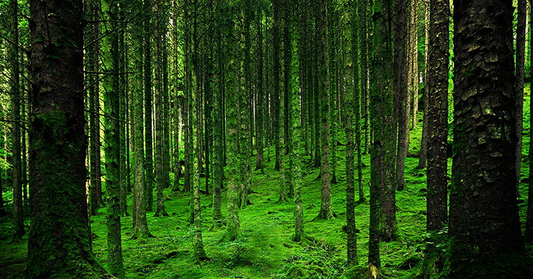 La certificazione FSC e la salvaguardia delle foreste